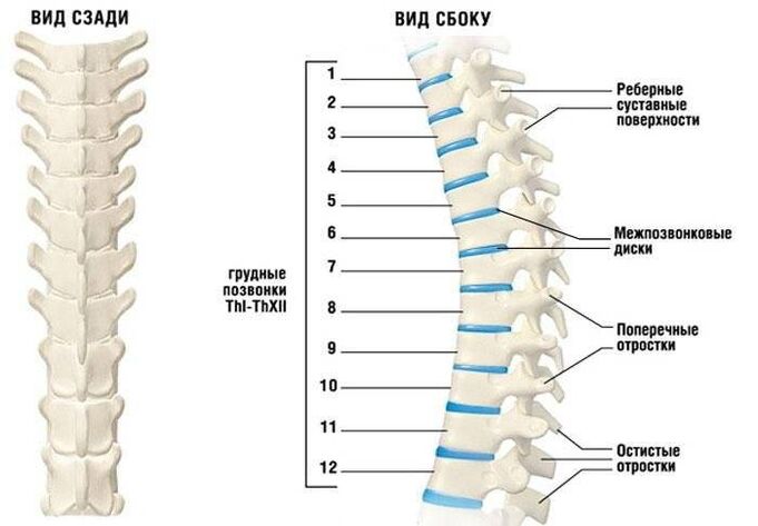 gimdos kaklelio osteochondrozė